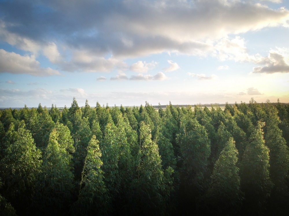 Certyfikowane drewno – wysoka jakość i troska o środowisko