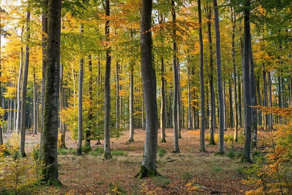 3 powody, dla których warto wybrać drewniane opakowania w trosce o środowisko